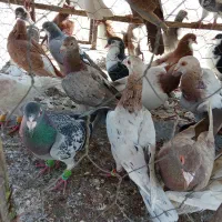 کبوتر|پرنده|قزوین, |دیوار