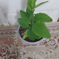 گلدانها از۴۵