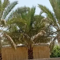 زمین پردیس
