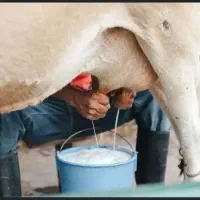 شیر تازه گاو میخوام روزانه