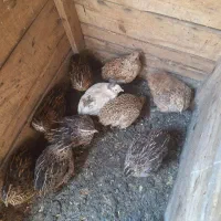 بلدرچین