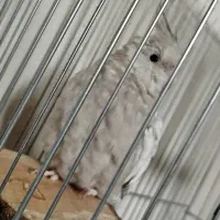 عروس هلندی وایت فیس ایزابلا ماده