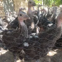 بوقلمون 3ماهه درشت