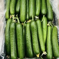 بذر خیار گلخانه ای ناگین