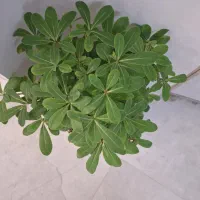 گل بنسای