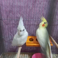 عروس هلندی|پرنده|اردبیل, |دیوار