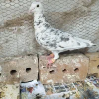 سار
