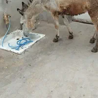 الاغ