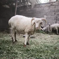 بره|حیوانات مزرعه|بم, |دیوار
