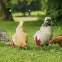 مرغ تخم گذار