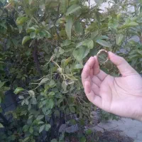انگشتر مردانه سایز 10
