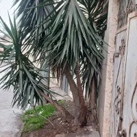 گل یوکا زیبا