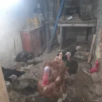 فروش بو قلمو