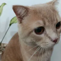 گربه|گربه|مشهد, پنجتن|دیوار