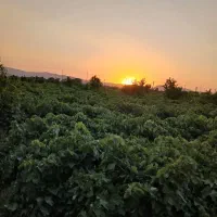 انگورچیدن