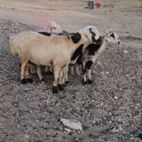 میش داشتی