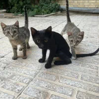 بچه گربه بازیگوش