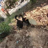 اوردک