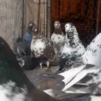 کبوترقاره