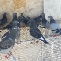 کبوتر