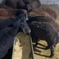 گوسفند