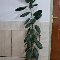 گل فیکوس زیبا با گلدان