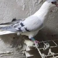 رنگی زاغ طاوسی