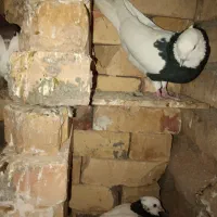 طوقی فروشی مفت