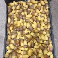 رطب کت و دامنی و رطب رسیده تازه تازه