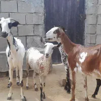 بز جمولی وبزآغوس باب درخونه