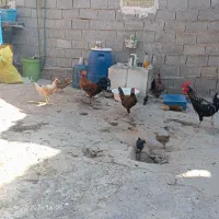 11عددمرغ و خروس در قلعه چنعان