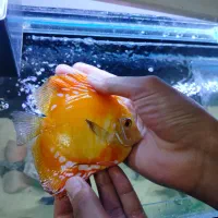دیسکس