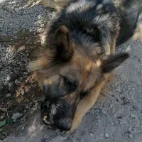 3عدد سگ اصیل