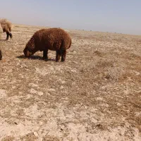 بره نر