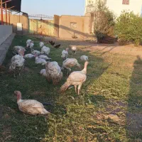 بوقلمون کاملا ارگانیک