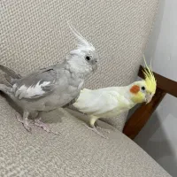 یه جفت عروس هلندی و سهره