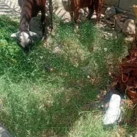 یک راس گوسفند بزوکره