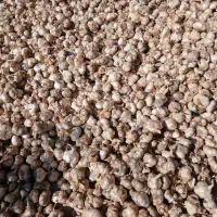سیر تازه و خشک فروشی