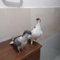 کبوتر شصتی مغلوف
