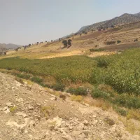فروش جارو