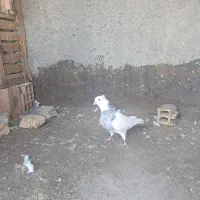 طوقی الماسی خال سیاه گرفته