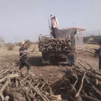 هرس درخت با اره بنزینی خرید چوب