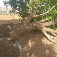 برش|خدمات باغبانی و درختکاری|ایلام, |دیوار