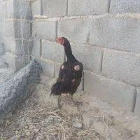 مرغ لاری