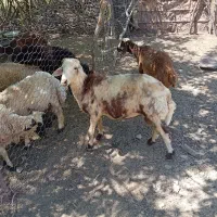 بره پلنگی