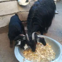 بز با بزغاله ماده