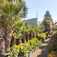 خدمات باغبانی و گلکاری سم پاشی تعویض خاک گلدان