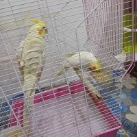 عروس هلندی مولد