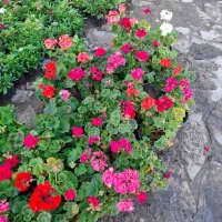 گل های بهاری