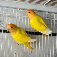 طوطی کوتوله. کوتوله برزیکی. زرد اوپال